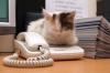 Новина Ценные сотрудники: в Японии работникам, пришедшим в офис с кошками, выплачивают премии Робота і Труд