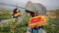 Стаття Украинские фермеры активно взялись за клубнику Робота і Труд
