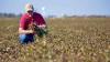 Стаття Украина экзотическая: из-за перемен климата фермеры начинают выращивать нестандартные культуры Робота та Праця