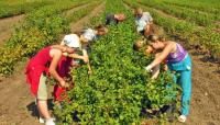 Новина Украинские садоводы вынуждены отказываться от проектов из-за нехватки рабочих рук Робота і Труд
