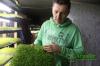 Стаття Як фермер з Миколаєва почав вирощувати мікрозелень першим в Україні Робота і Труд